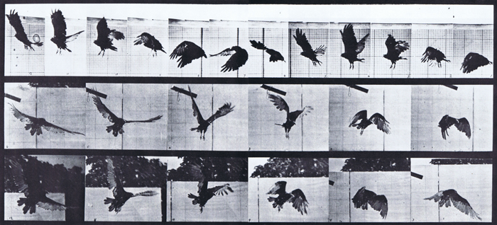 Profile and front three-quarter view of vulture flying animation reference using muybridge plate 767 from animal locomotion