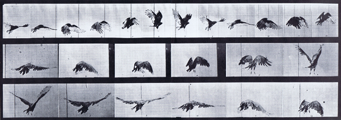 Profile and rear three-quarter views of vulture flying animation reference using muybridge plate 768 from animal locomotion