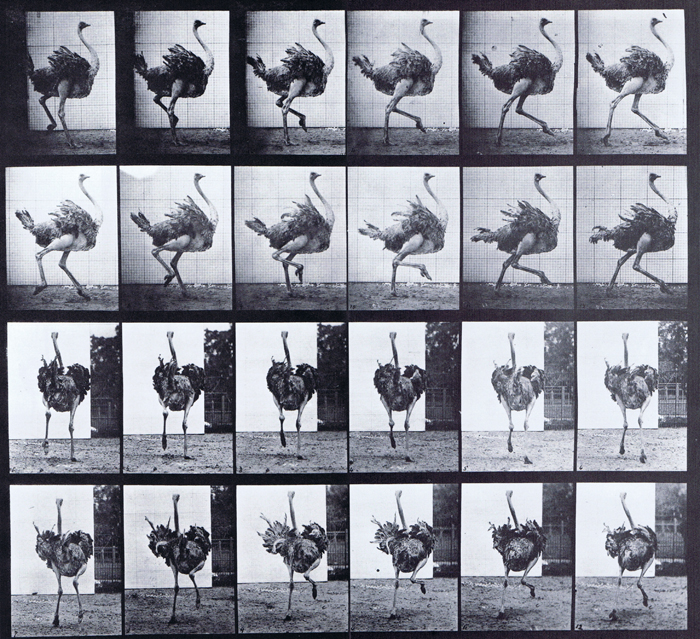 Muybridge Art Refrence - Ostrich Running - Plate 773