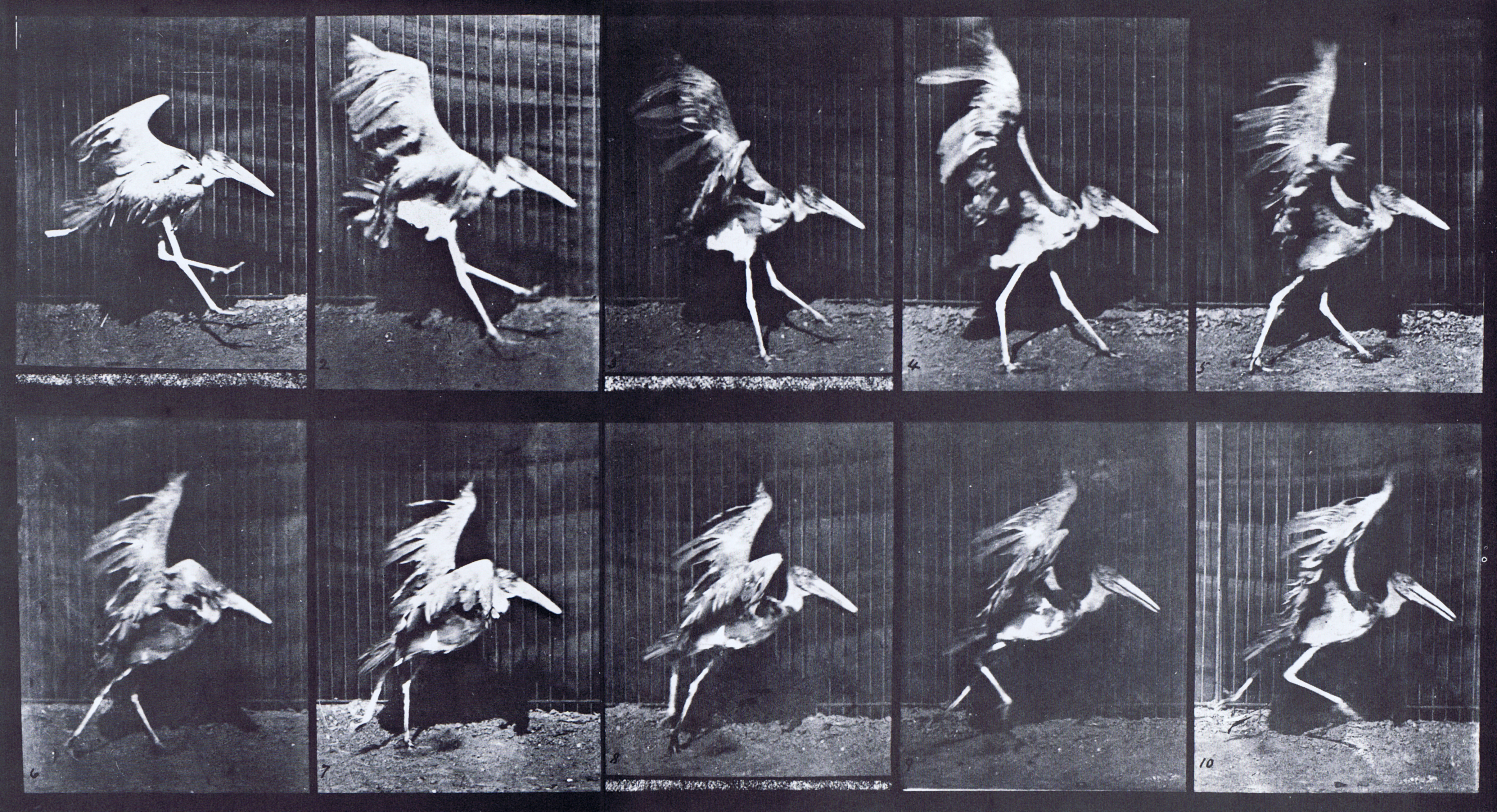 large profile view of adjuctant flapping wings and running to take off animation reference using muybirdge plate 775 from animal locomtion