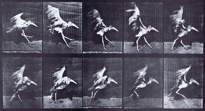 Profile view of adjuctant flapping wings and running to take off animation reference using muybirdge plate 775 from animal locomtion