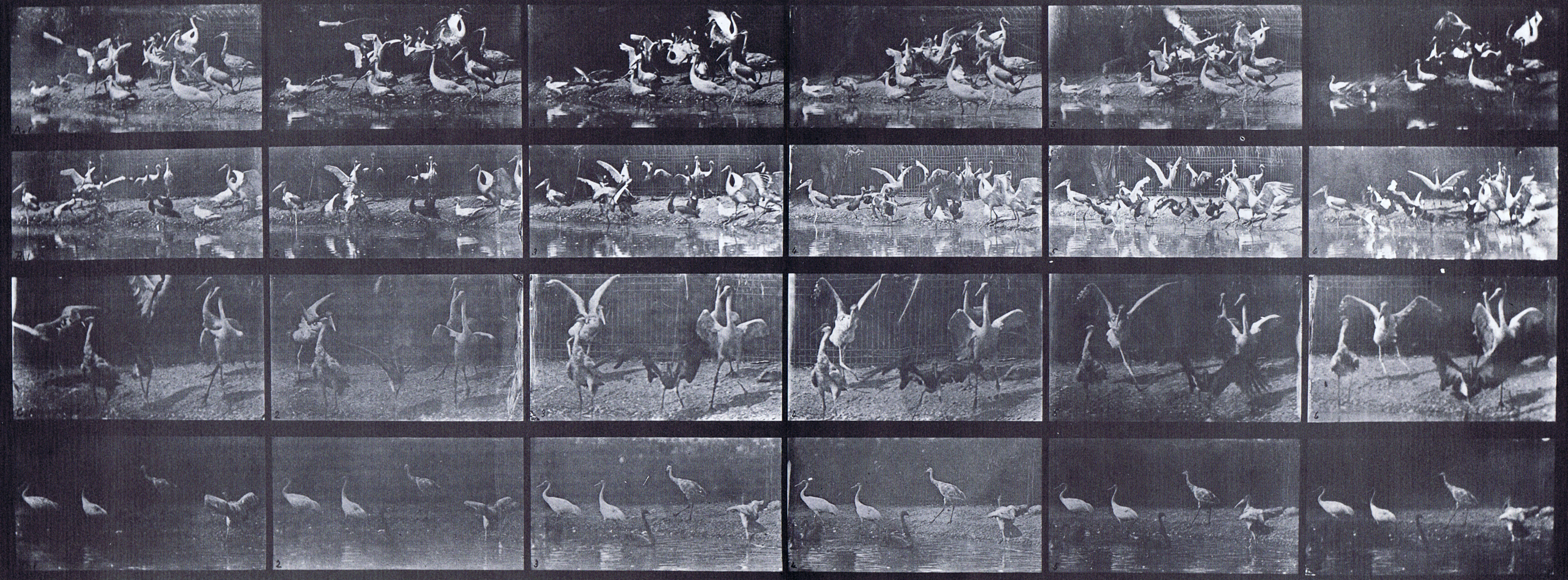 large three-quater view of swans, storks, and various other water fowl animation reference using muybridge plate 777 from animal locomotion