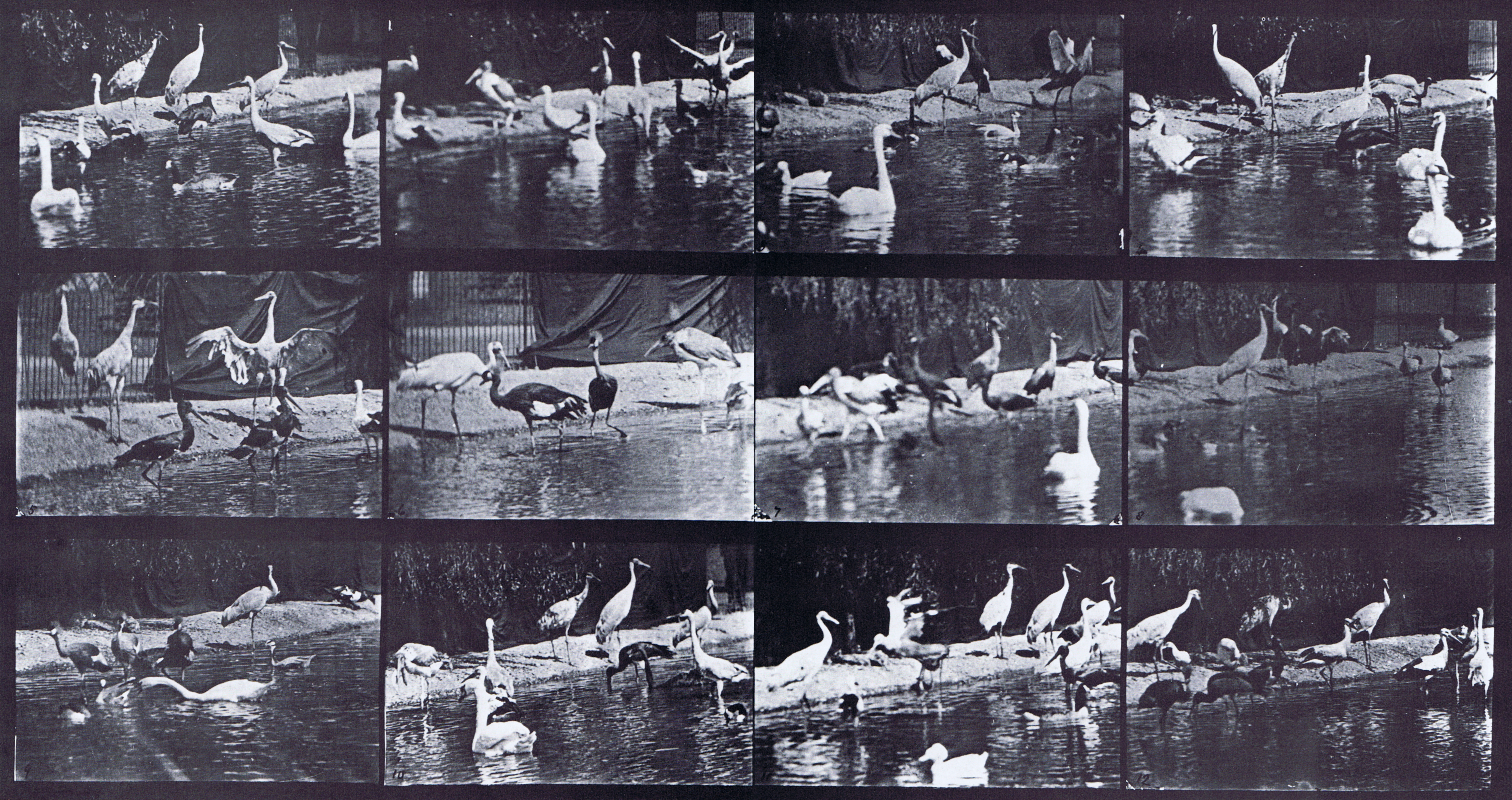 large three-quater view of swans, storks, and various other water fowl animation reference using muybridge plate 779 from animal locomotion
